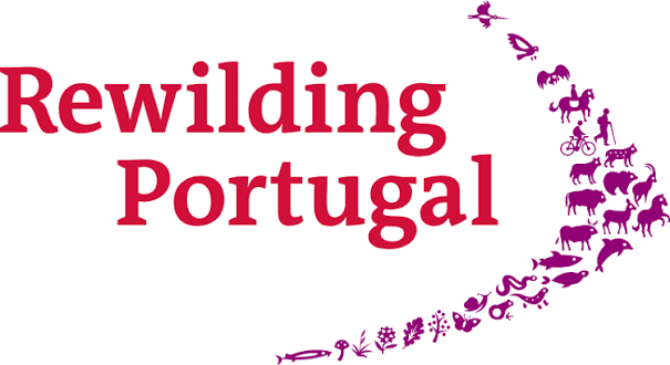 Lobo-ibérico: protegido em Portugal, caçado em Espanha — ONG exigem estratégia comum
