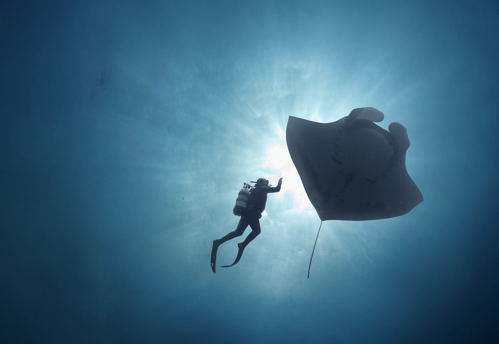 International Ocean Film Tour regressa a Portugal: Cinema, Aventura e Conservação Marinha em Sete Cidades